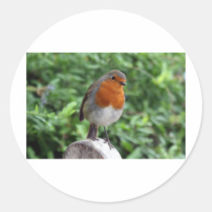 British Robin Classic Round Sticker