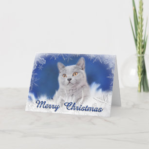 British shorhair kitten holiday card