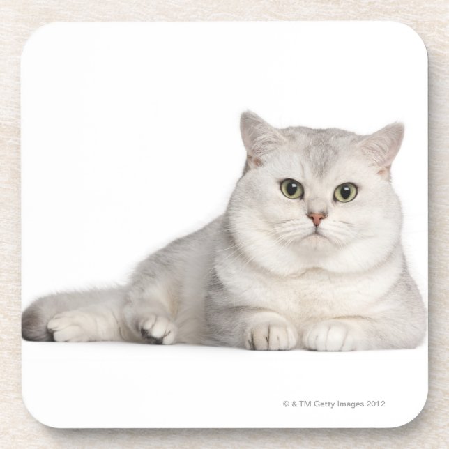 British Shorthair (2 years old) lying in front Coaster (Front)
