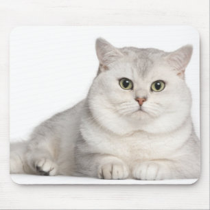 British Shorthair (2 years old) lying in front Mouse Mat