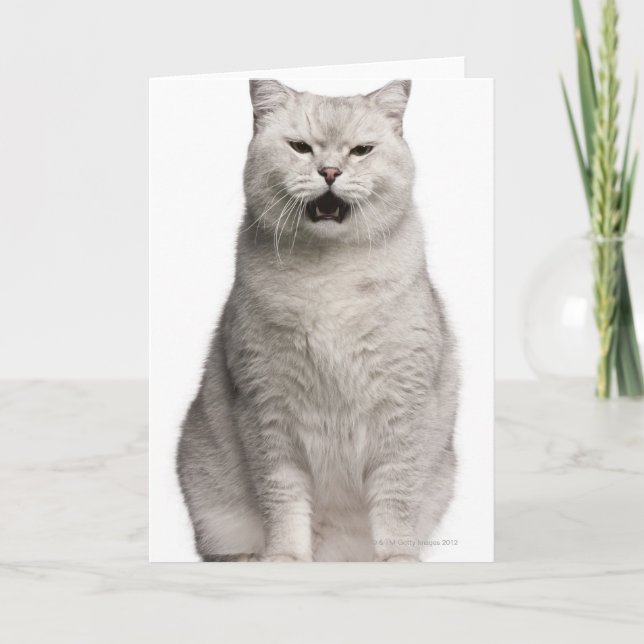 British Shorthair (4 years old) Card (Front)