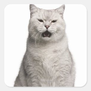 British Shorthair (4 years old) Square Sticker