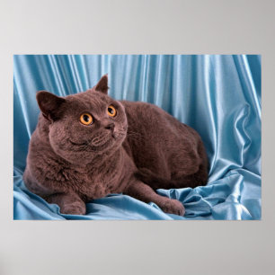 British Shorthair, blue Poster