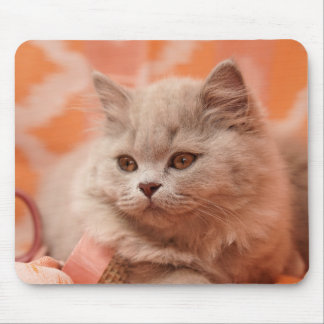 British shorthair, British longhair, Lilac Mouse Mat