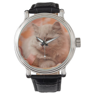 British shorthair, British longhair, Lilac Watch