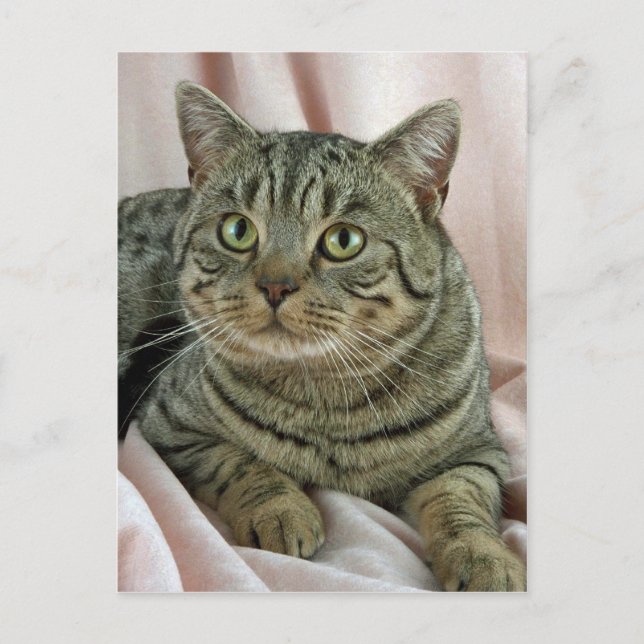 British Shorthair, brown spotted Postcard (Front)