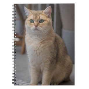 British Shorthair, cat breed, cat Notebook