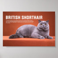 British Shorthair Cat Breed