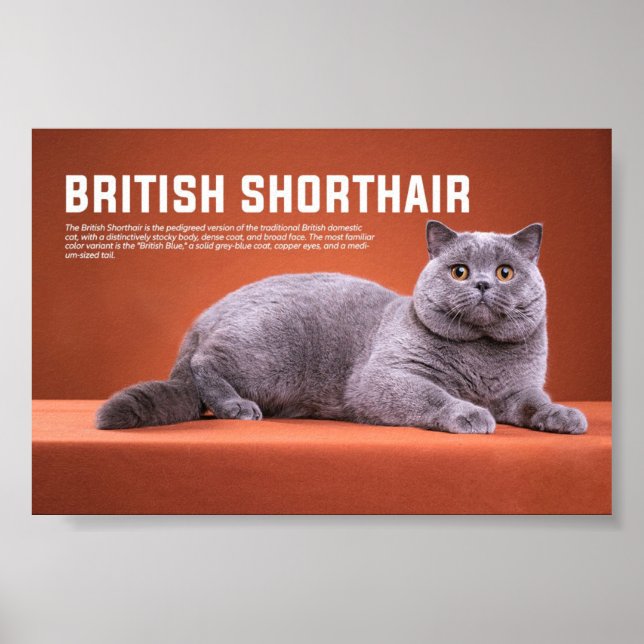 British Shorthair Cat Breed Poster (Front)