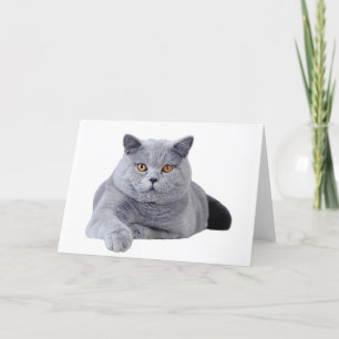 British shorthair cat card