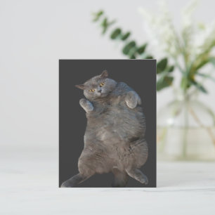 British Shorthair Cat Kitty Laying on Back Postcard