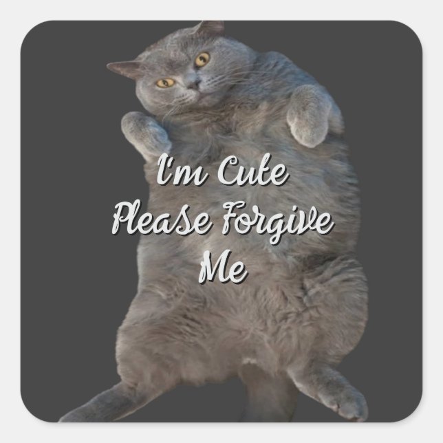 British Shorthair Cat Kitty on Back Apology Card Square Sticker (Front)