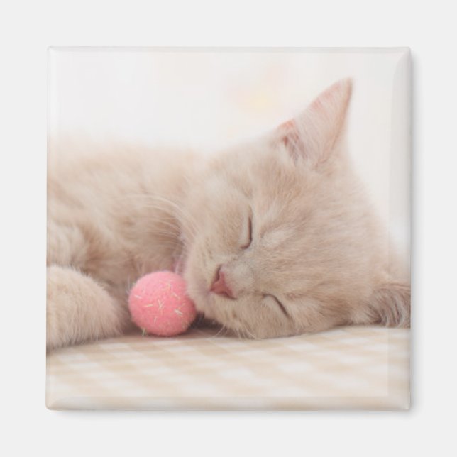 British Shorthair Cat Magnet (Front)
