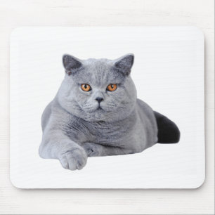 British shorthair cat mouse mat