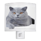 British shorthair cat