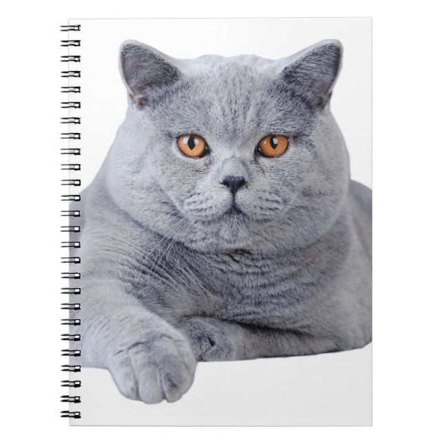 British shorthair cat notebook (Front)