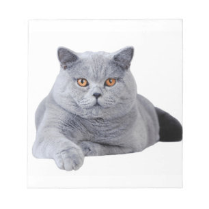 British shorthair cat notepad