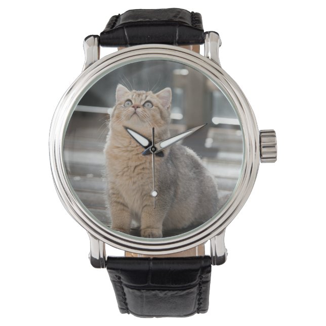 British shorthair, Cat, Pet Watch (Front)