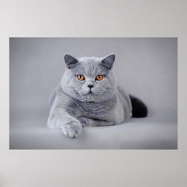 British shorthair cat poster (Front)