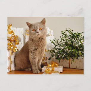 British Shorthair Cat Purr-fect Holiday Season Postcard