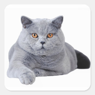 British shorthair cat square sticker