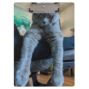 British Shorthair Grey Cat Kitty Laying Hanging Clipboard