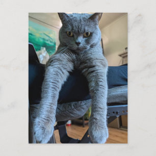 British Shorthair Grey Cat Kitty Laying Hanging  Postcard