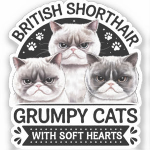 British Shorthair Grumpy Cats