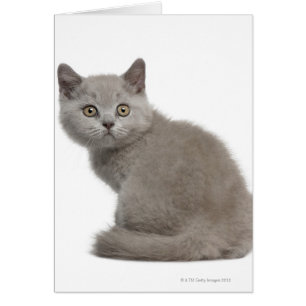 British Shorthair Kitten (10 weeks old)