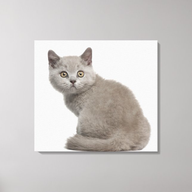 British Shorthair Kitten (10 weeks old) 2 Canvas Print (Front)
