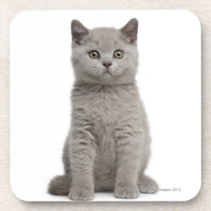British Shorthair Kitten (10 weeks old) 2 Coaster