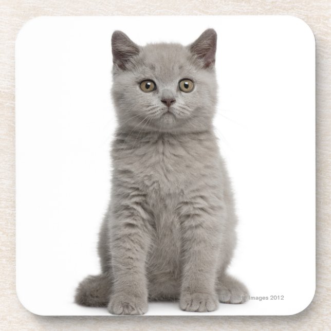 British Shorthair Kitten (10 weeks old) 2 Coaster (Front)