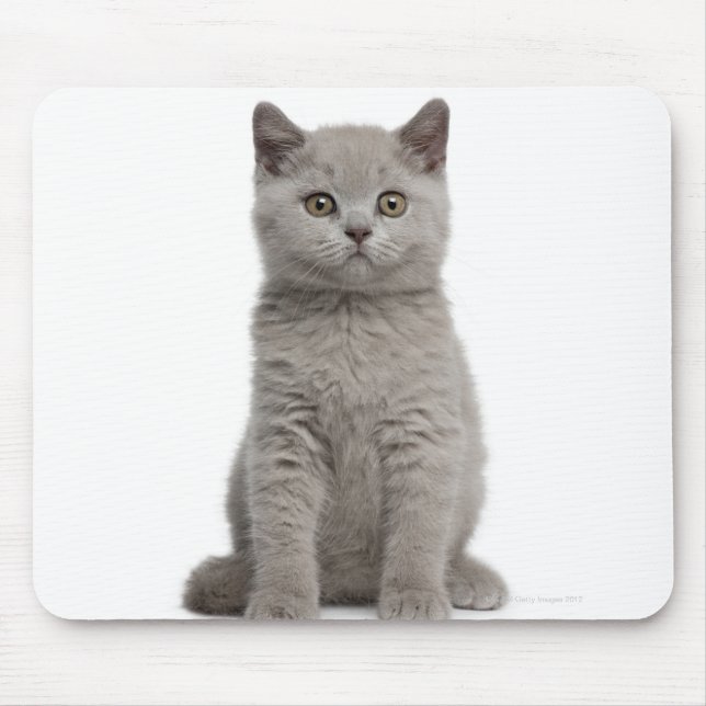 British Shorthair Kitten (10 weeks old) 2 Mouse Mat (Front)