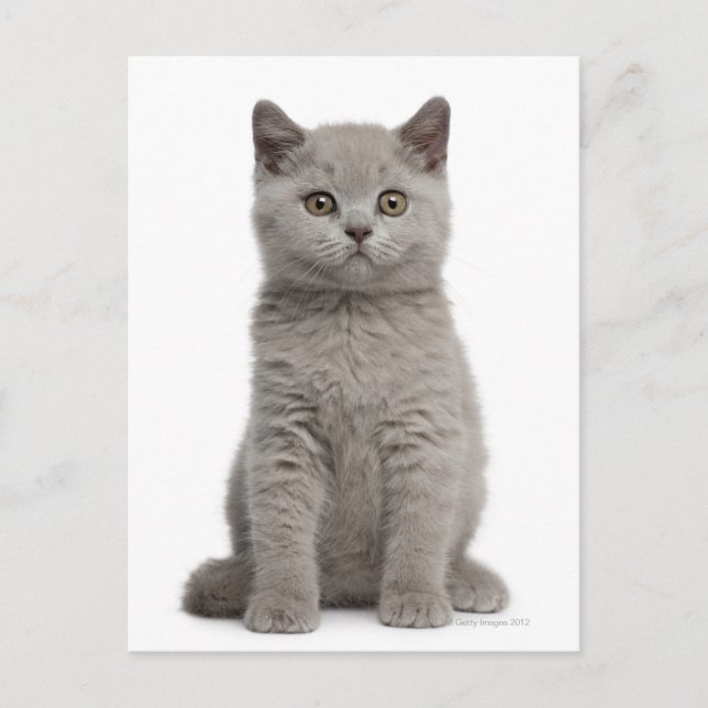 British Shorthair Kitten (10 weeks old) 2 Postcard (Front)