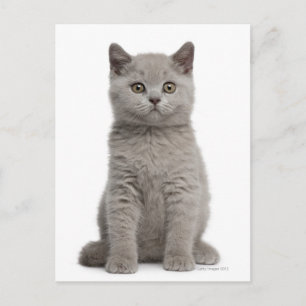 British Shorthair Kitten (10 weeks old) 2 Postcard