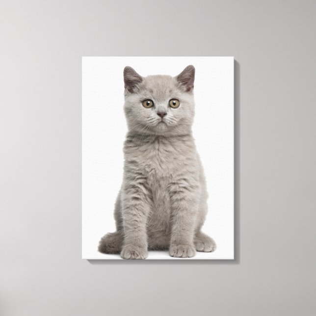 British Shorthair Kitten (10 weeks old) Canvas Print (Front)