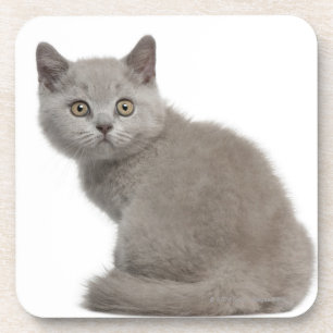 British Shorthair Kitten (10 weeks old) Coaster
