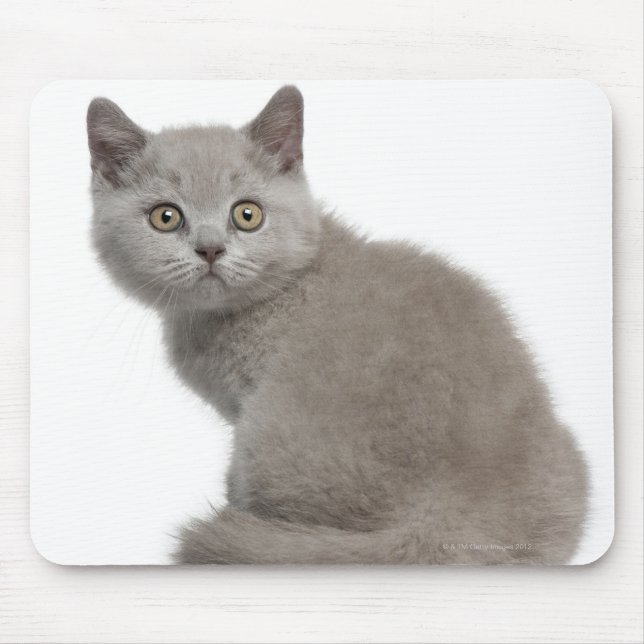 British Shorthair Kitten (10 weeks old) Mouse Mat (Front)