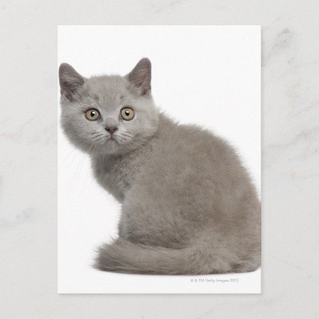 British Shorthair Kitten | 10 Weeks Old Postcard (Front)