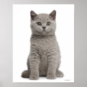 British Shorthair Kitten (10 weeks old) Poster