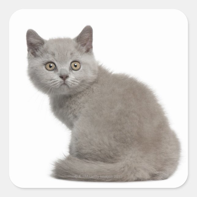 British Shorthair Kitten (10 weeks old) Square Sticker (Front)