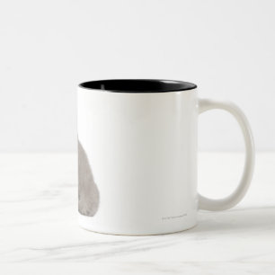 British Shorthair Kitten (10 weeks old) Two-Tone Coffee Mug