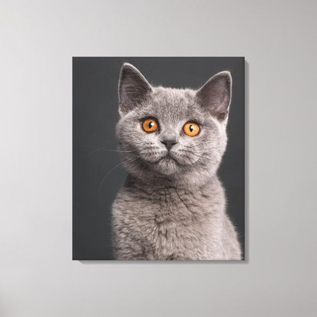 British Shorthair kitten (3 months old) Canvas Print (Front)