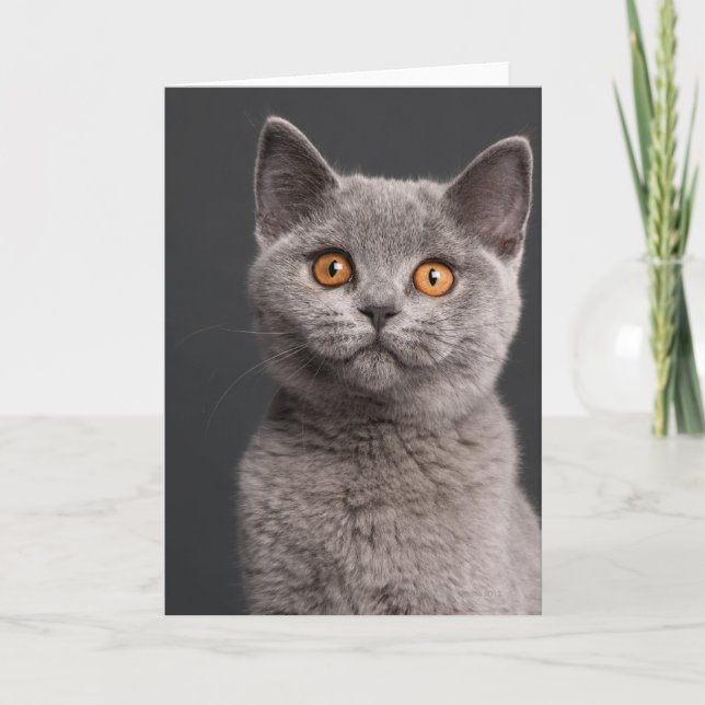 British Shorthair kitten (3 months old) Card (Front)