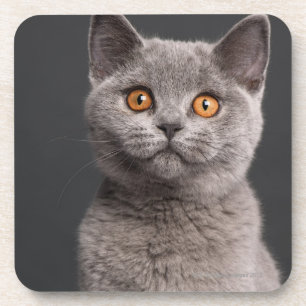 British Shorthair kitten (3 months old) Coaster