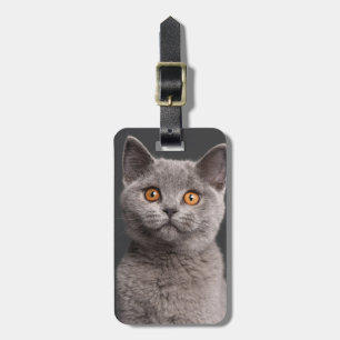 British Shorthair kitten (3 months old) Luggage Tag