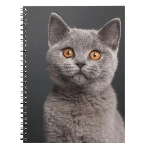 British Shorthair kitten (3 months old) Notebook