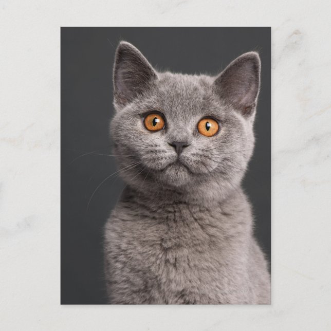 British Shorthair kitten (3 months old) Postcard (Front)