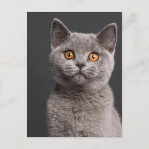 British Shorthair kitten (3 months old) Postcard