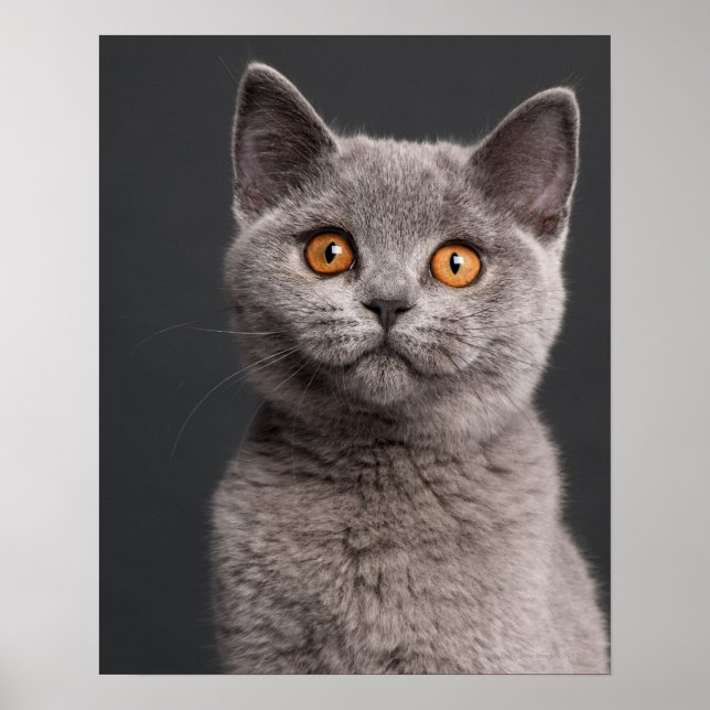 British Shorthair kitten (3 months old) Poster (Front)